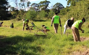 tree plantation new south wales australia