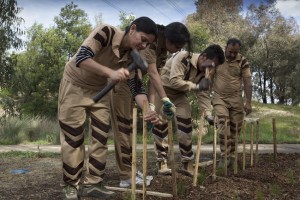 Tree plantation in melbourne australia