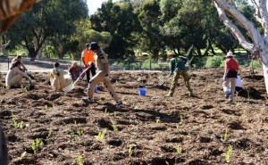 tree plantation perth australia