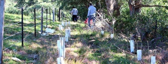 tree plantation by dera sacha sauda